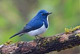 Ultramarine Flycatcher